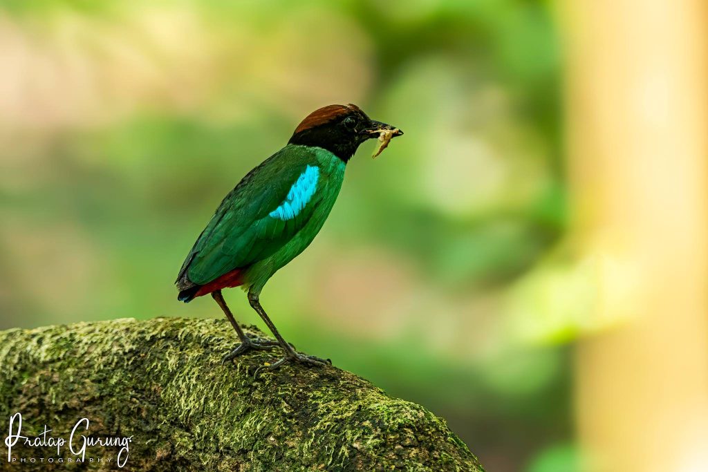 Birdwatchers spotting colorful Himalayan birds in Kathmandu Valley and Chitwan National Park during the 8 Days Bird Watching Tour in Nepal.