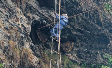 Honey hunter collecting wild honey from cliffs in Nepal Himalayas with traditional tools, surrounded by lush forests and mountainous scenery.