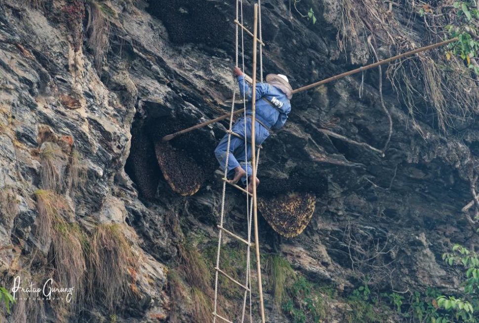 Honey hunter collecting wild honey from cliffs in Nepal Himalayas with traditional tools, surrounded by lush forests and mountainous scenery.