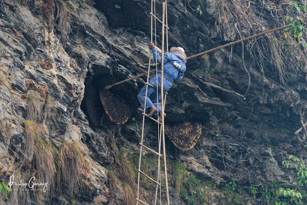 Honey hunter collecting wild honey from cliffs in Nepal Himalayas with traditional tools, surrounded by lush forests and mountainous scenery.