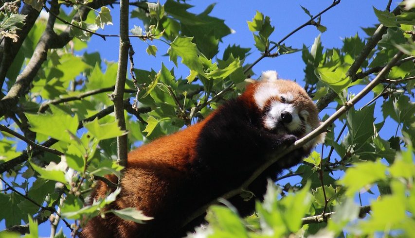 red panda, panda, animal, mammals, nature, adorable, hairy, zoo