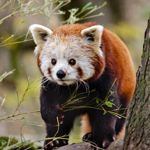 little panda, red panda, cat-bear, china, himalaya, wildlife, herbivores, red panda, red panda, red panda, red panda, red panda, china, china, china, china, himalaya, himalaya