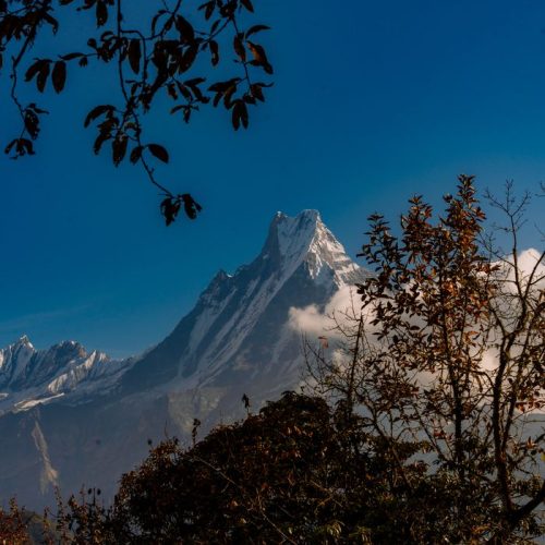 Snowcapped mountain peak framed by autumn foliage against a clear blue sky.
